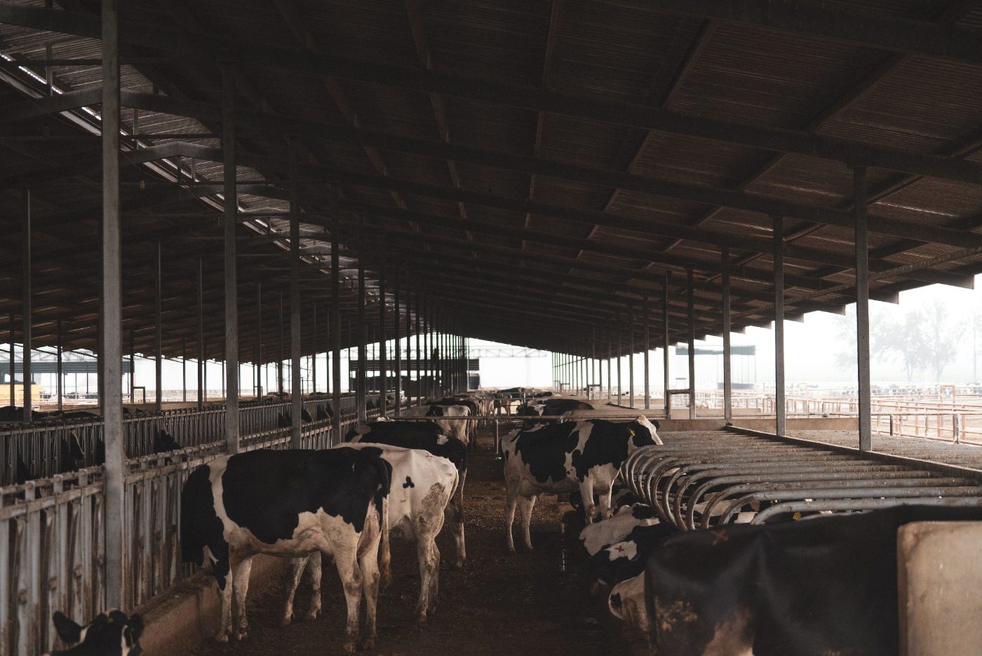 Dairy cattle in an open barn
